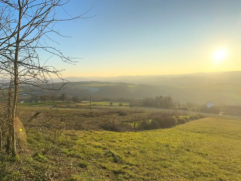 Słońce nad doliną, łąka na zboczu i bezlistne drzewo, w dali winnice i wzgórza